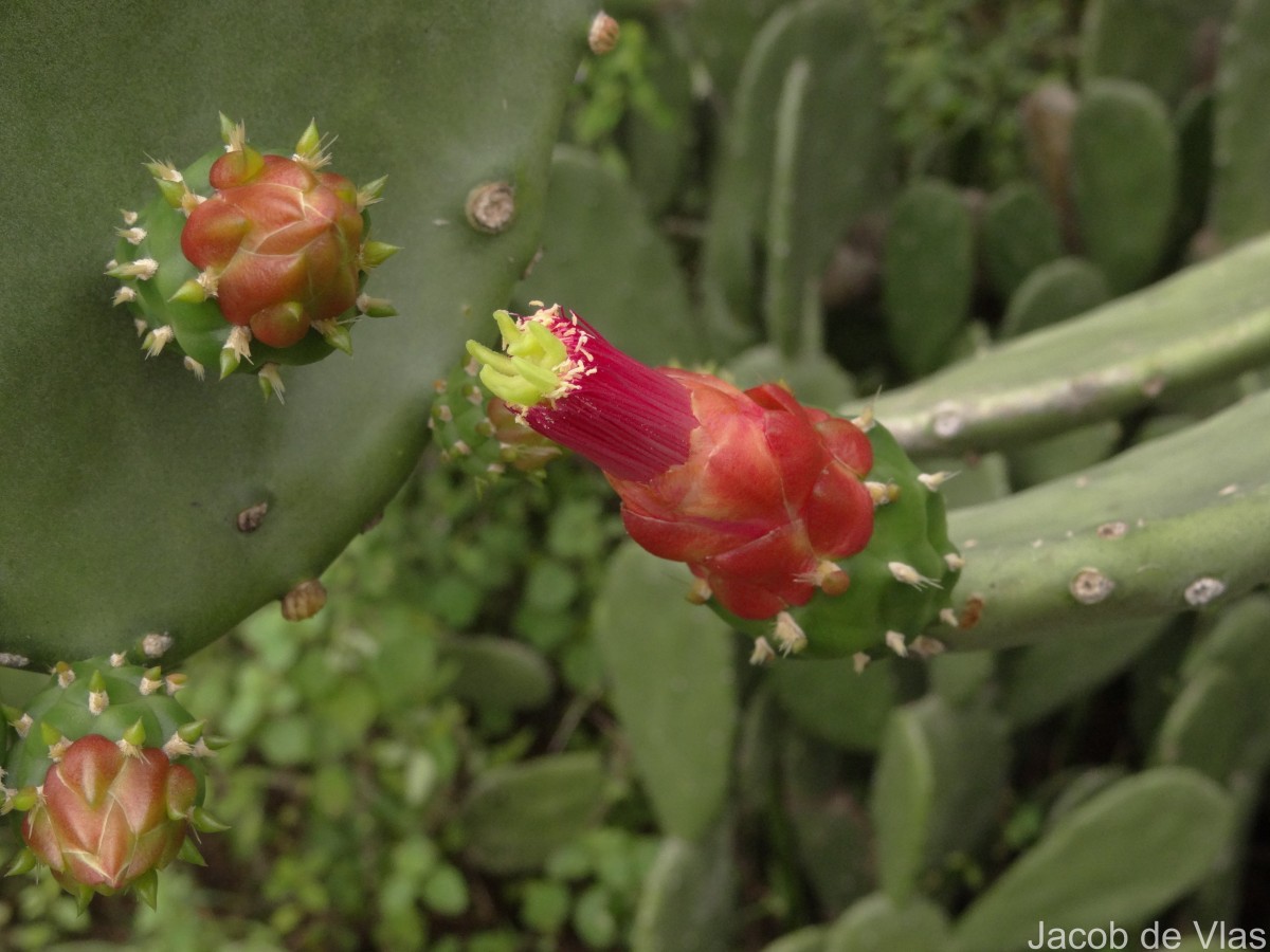 Opuntia cochenillifera (L.) Mill.